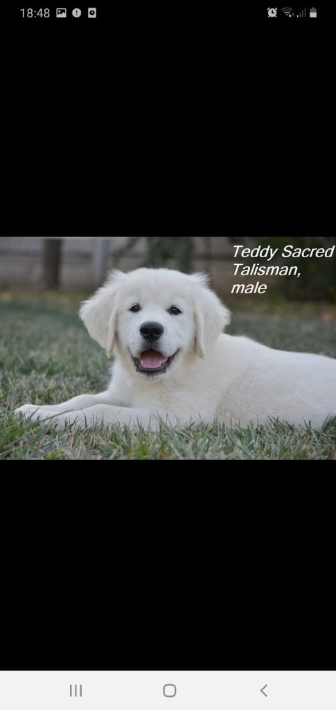 Teddy sacred talisman