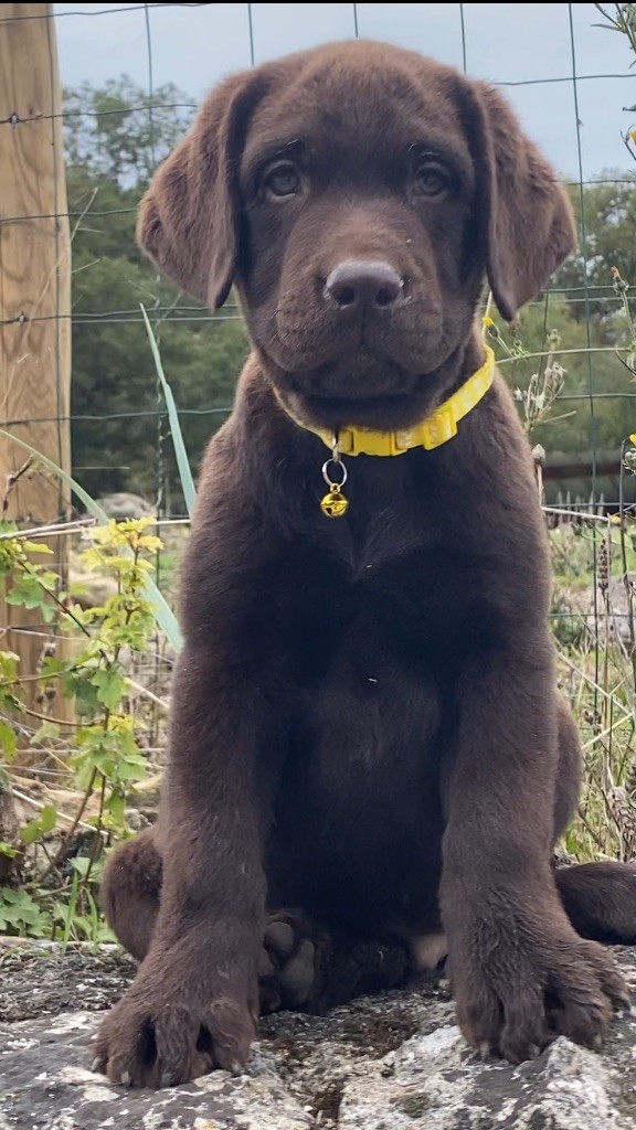 Du Clos De Compostelle - Chiot disponible  - Labrador Retriever