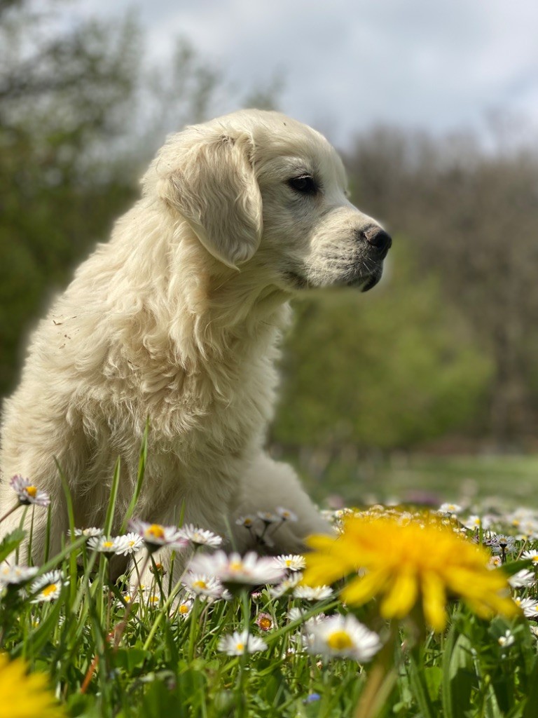 chiot Golden Retriever Du Clos De Compostelle