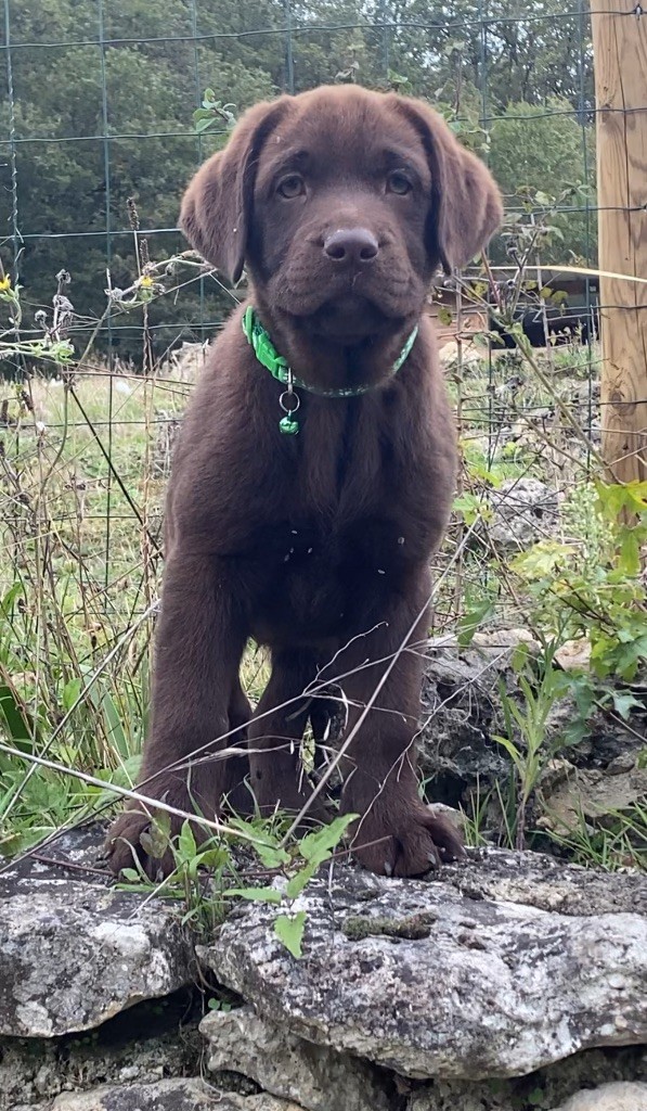 Du Clos De Compostelle - Chiot disponible  - Labrador Retriever