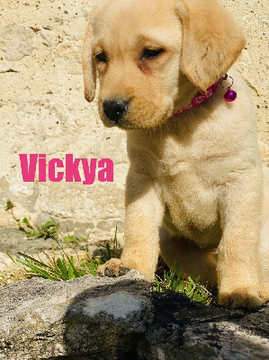 VICKYA