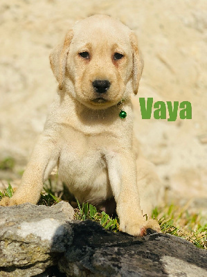 VAYA