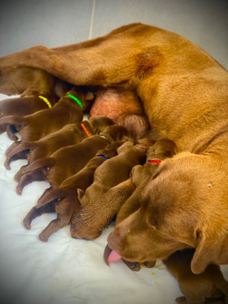 chiot Labrador Retriever Du Clos De Compostelle