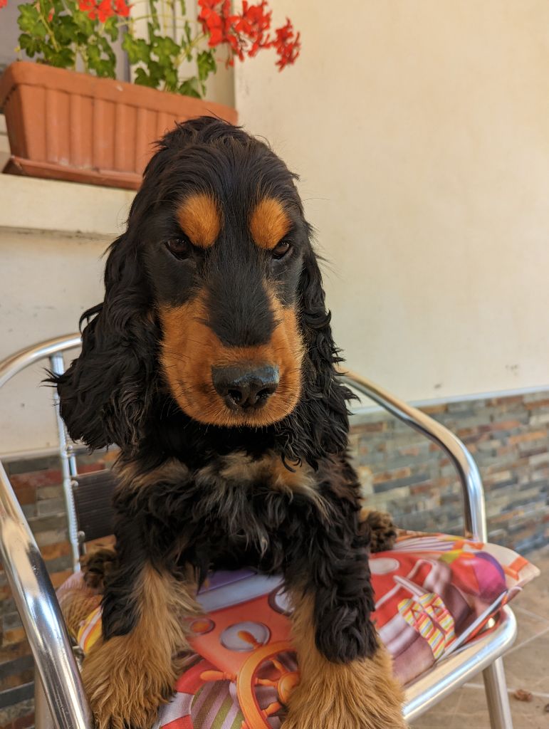 Snoopy du Moulin de la Terrasse