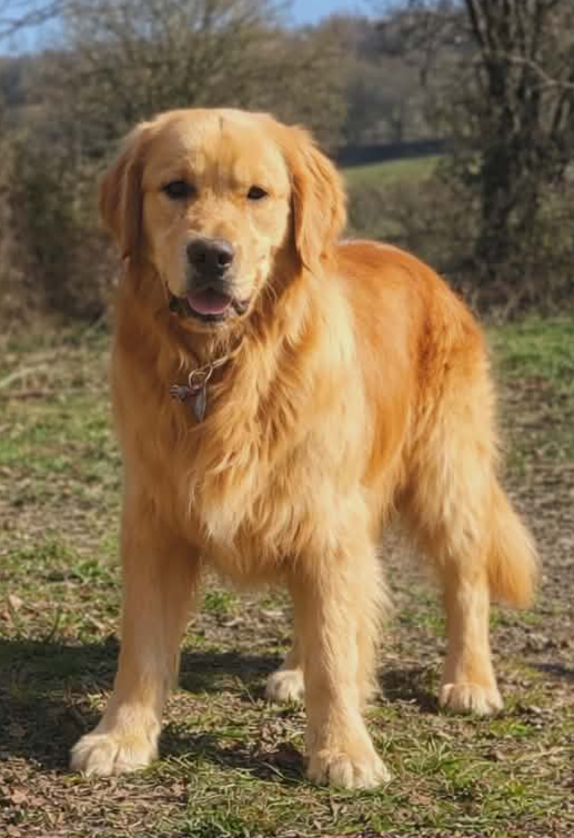 The best Des Puppys Goldens Love