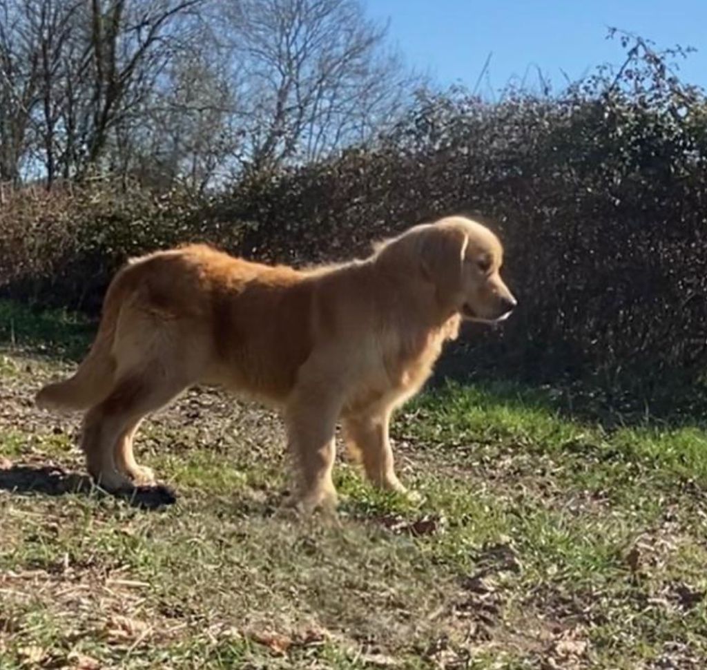 Thé best Des Puppys Goldens Love