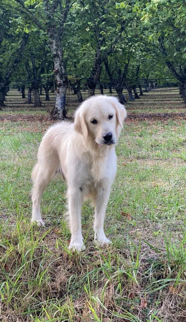 Uppy Du Clos De Compostelle