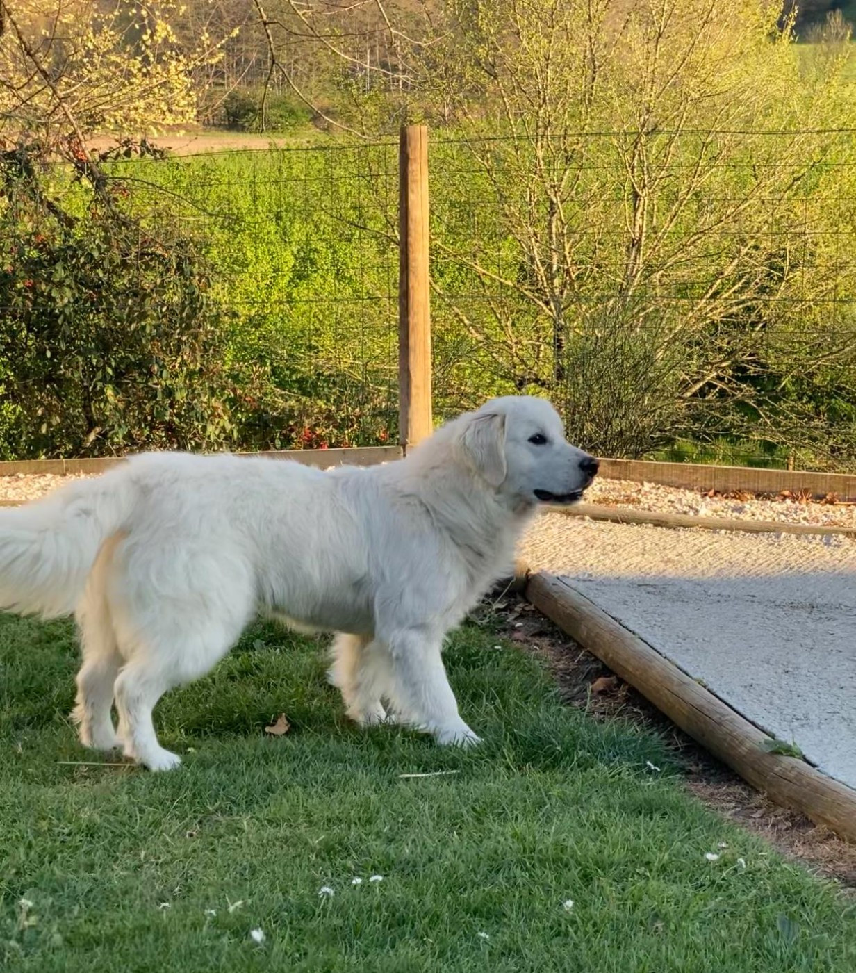 VERITABLE APOLLON Des Puppys Goldens Love