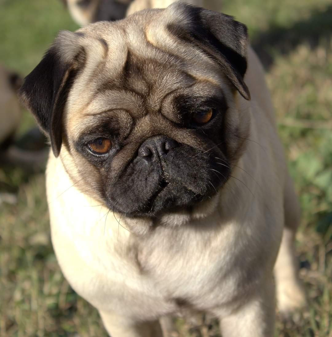 Satine (Sans Affixe)