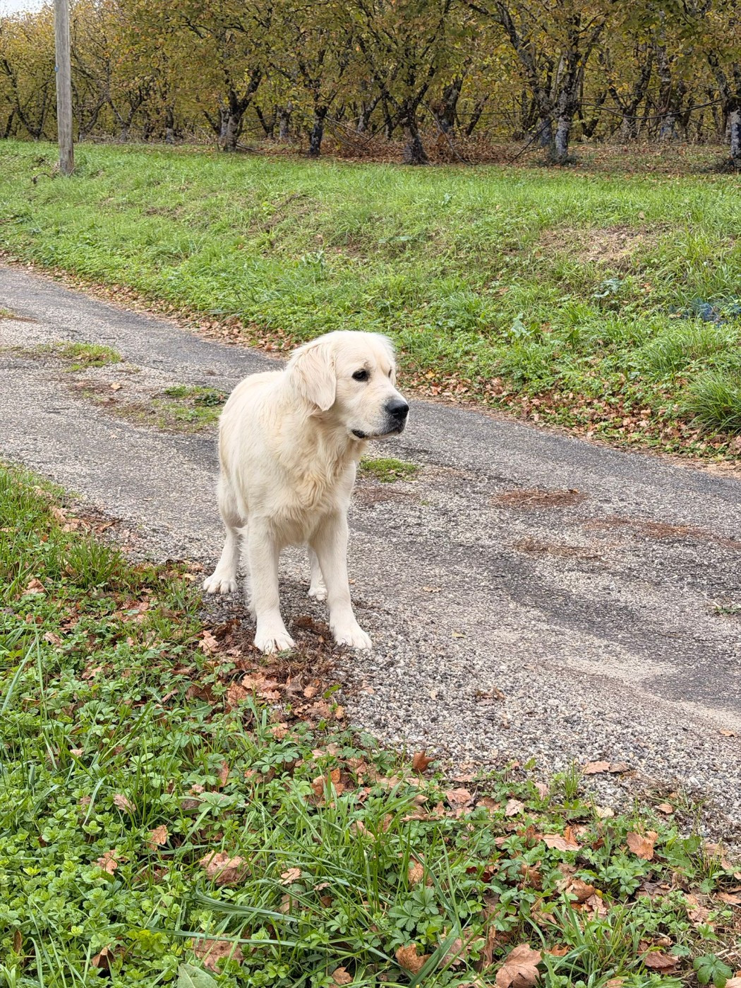 Shiva Du Clos De Compostelle