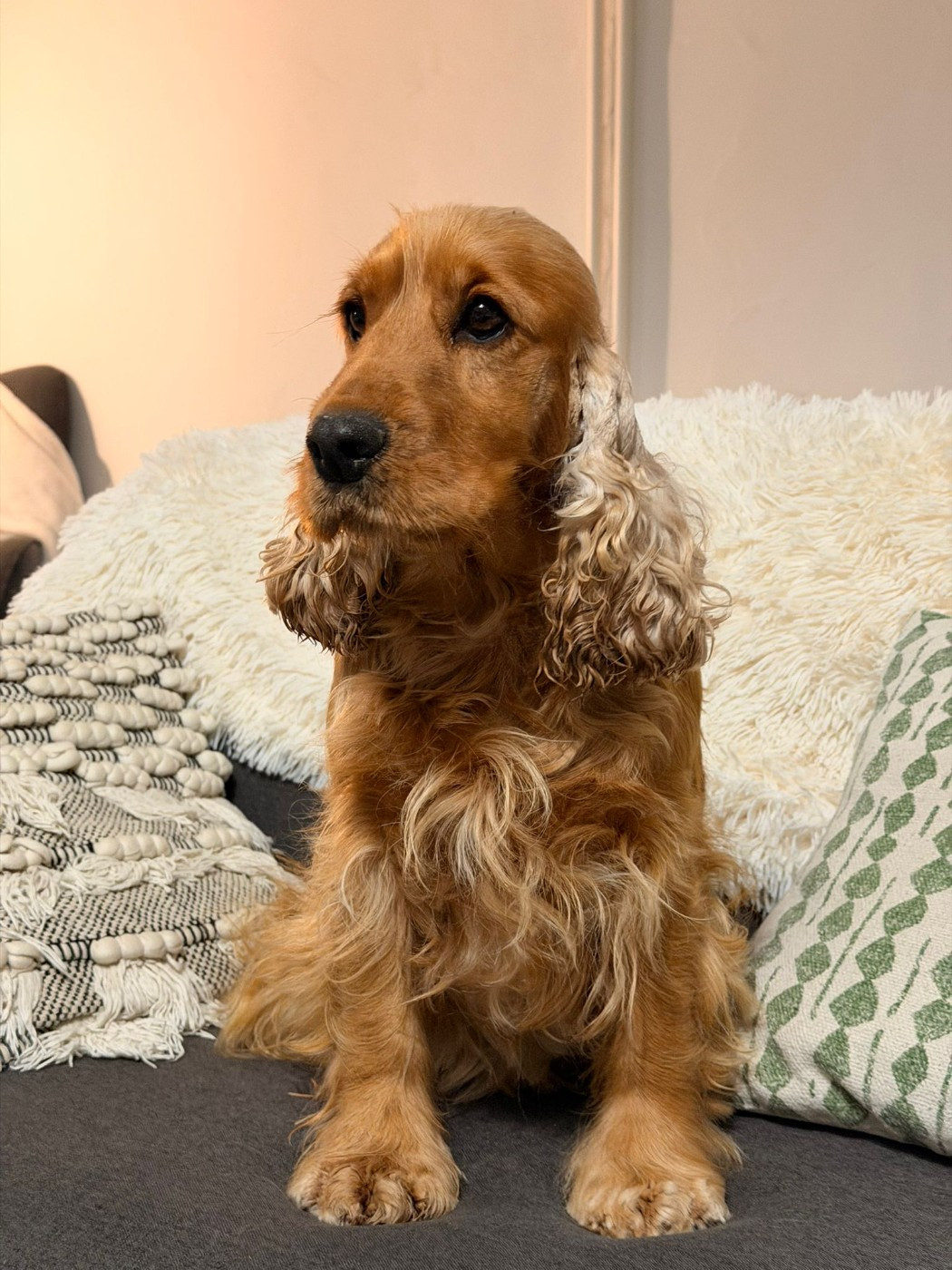 Truffe des bois de la bro