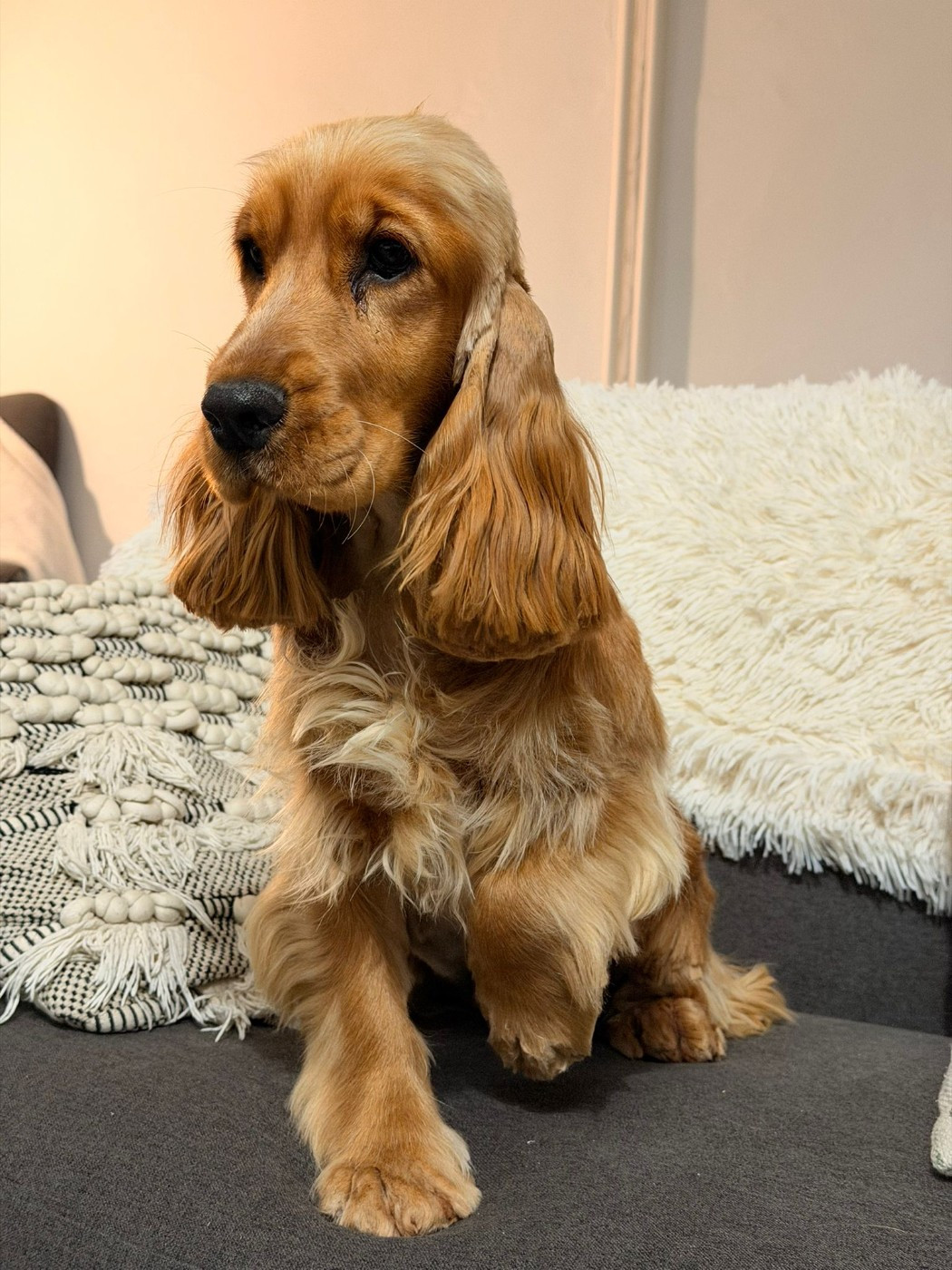 Alicia Du Clos De Compostelle