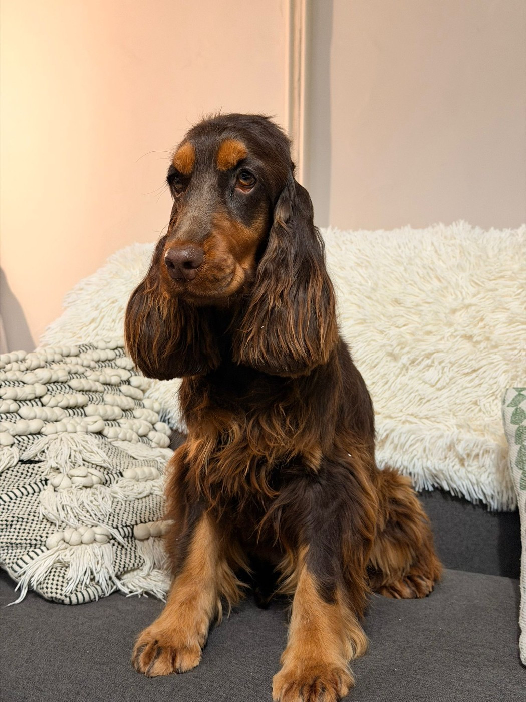 Abby des Pitchoucas de Lacapelette