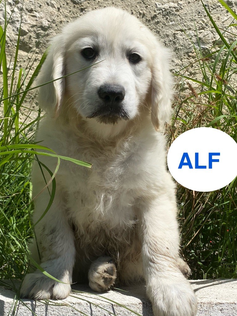 Du Clos De Compostelle - Chiots disponibles - Golden Retriever