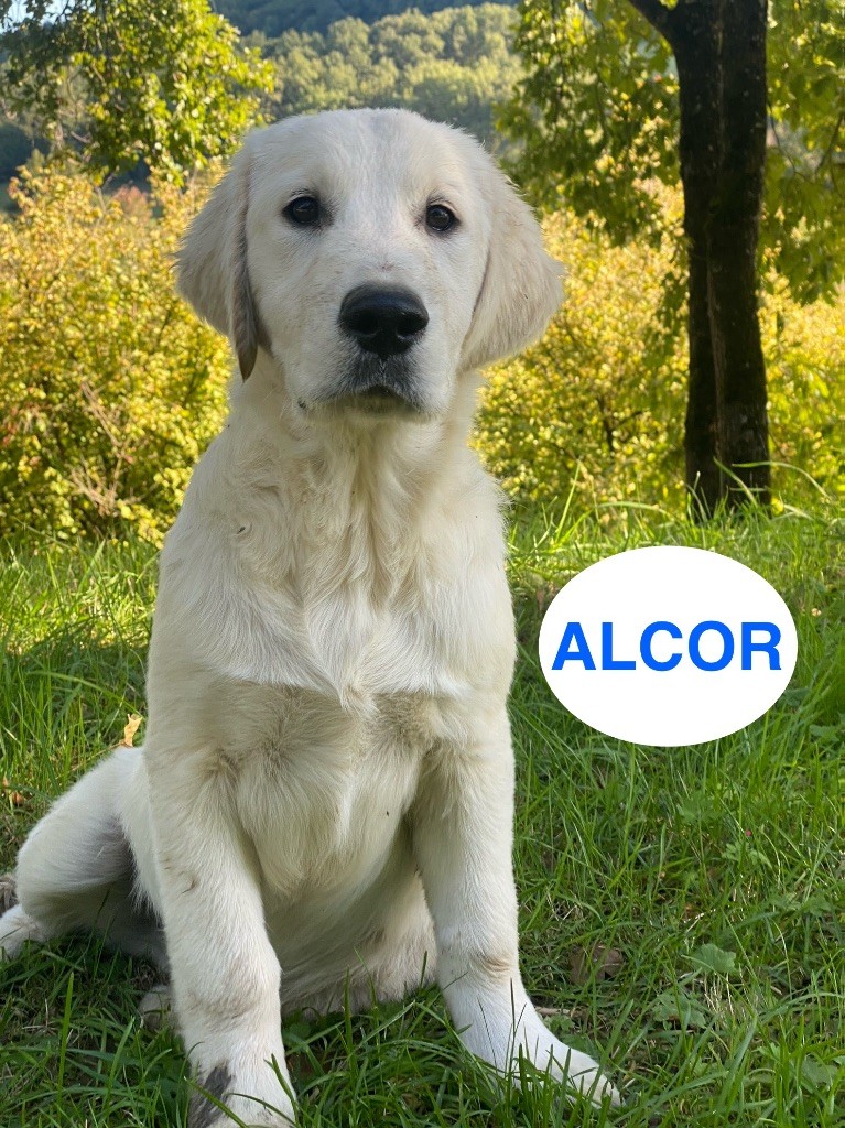 Du Clos De Compostelle - Chiots disponibles - Golden Retriever