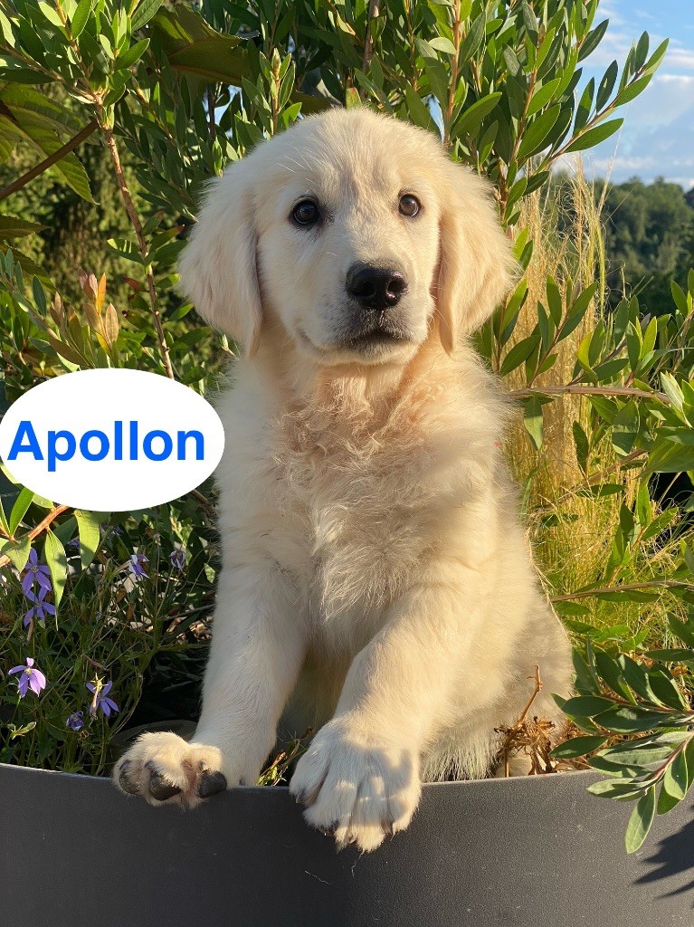 Du Clos De Compostelle - Chiots disponibles - Golden Retriever