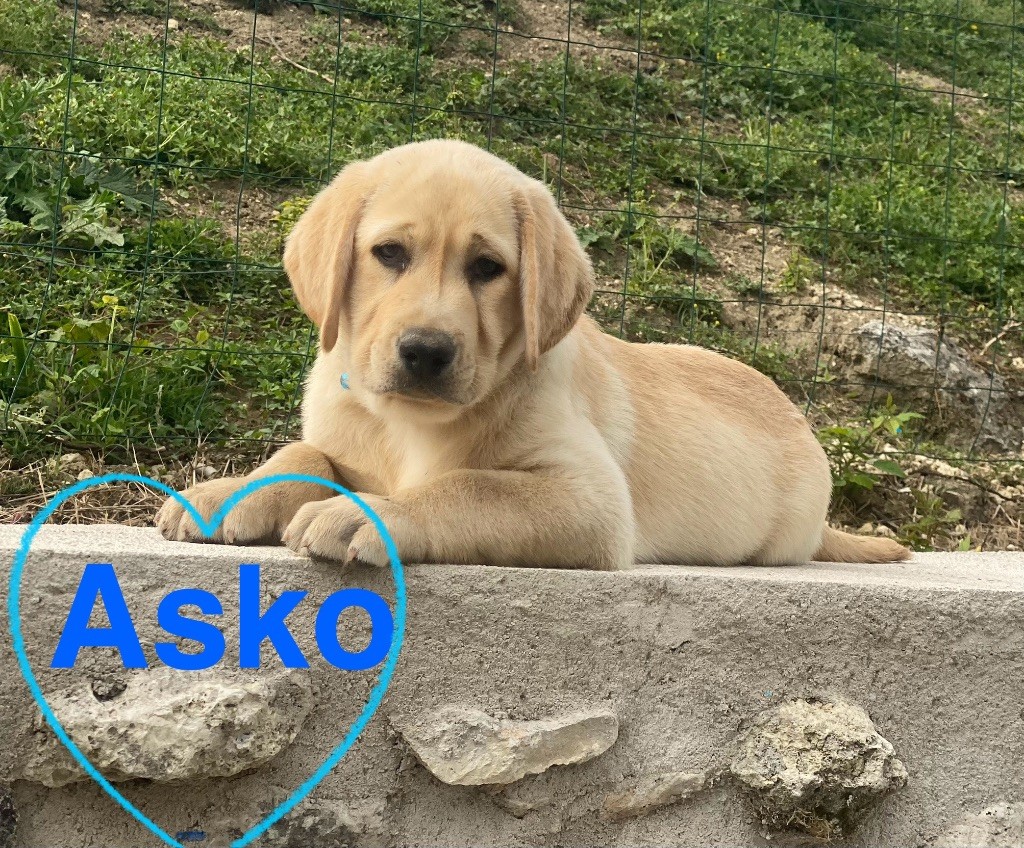 Du Clos De Compostelle - Chiots disponibles - Labrador Retriever