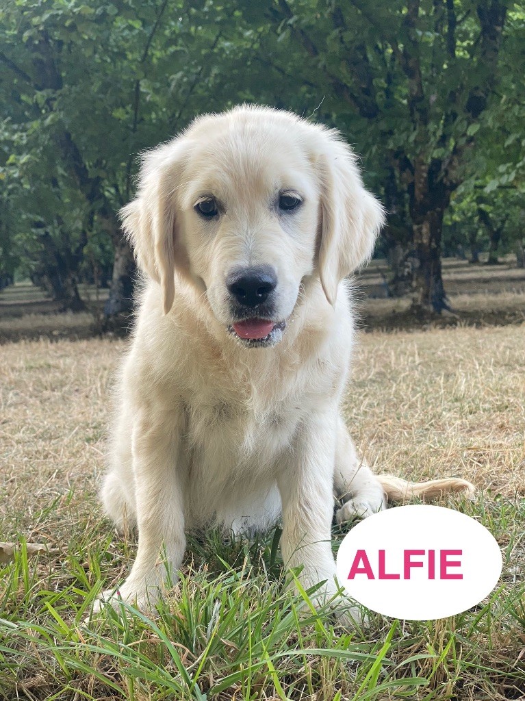 Du Clos De Compostelle - Chiots disponibles - Golden Retriever