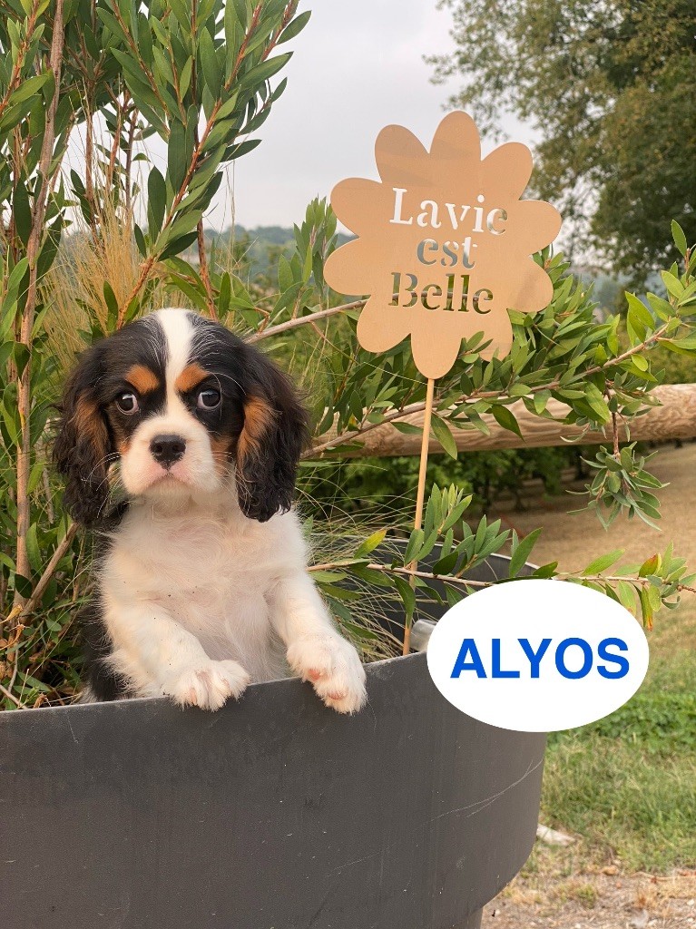 Du Clos De Compostelle - Chiots disponibles - Cavalier King Charles Spaniel