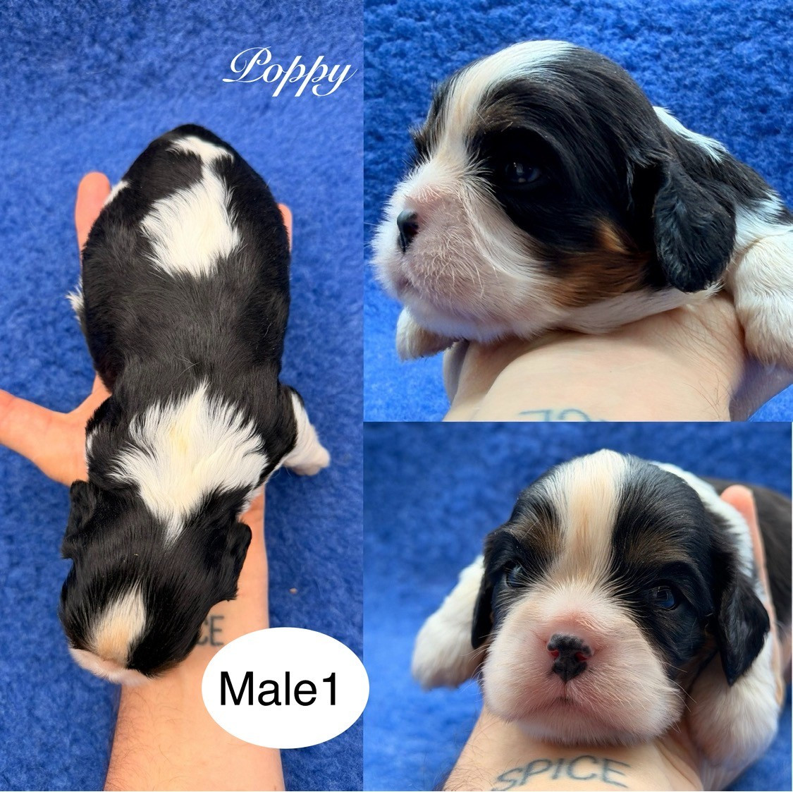 Du Clos De Compostelle - Chiots disponibles - Cavalier King Charles Spaniel