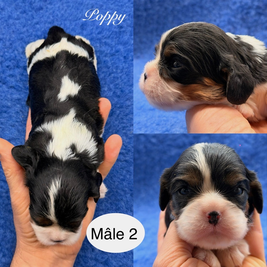 Du Clos De Compostelle - Chiots disponibles - Cavalier King Charles Spaniel