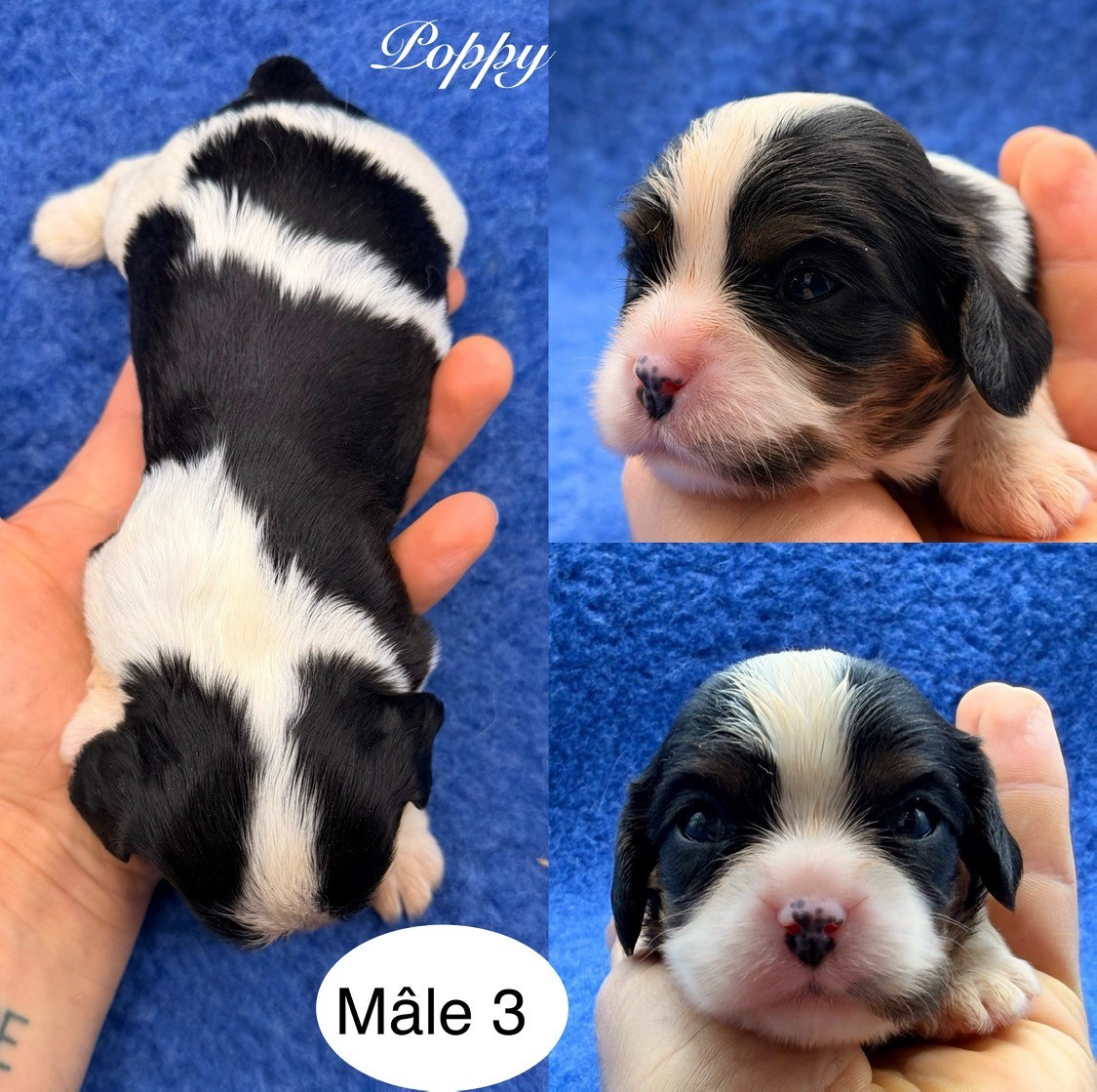 Du Clos De Compostelle - Chiots disponibles - Cavalier King Charles Spaniel