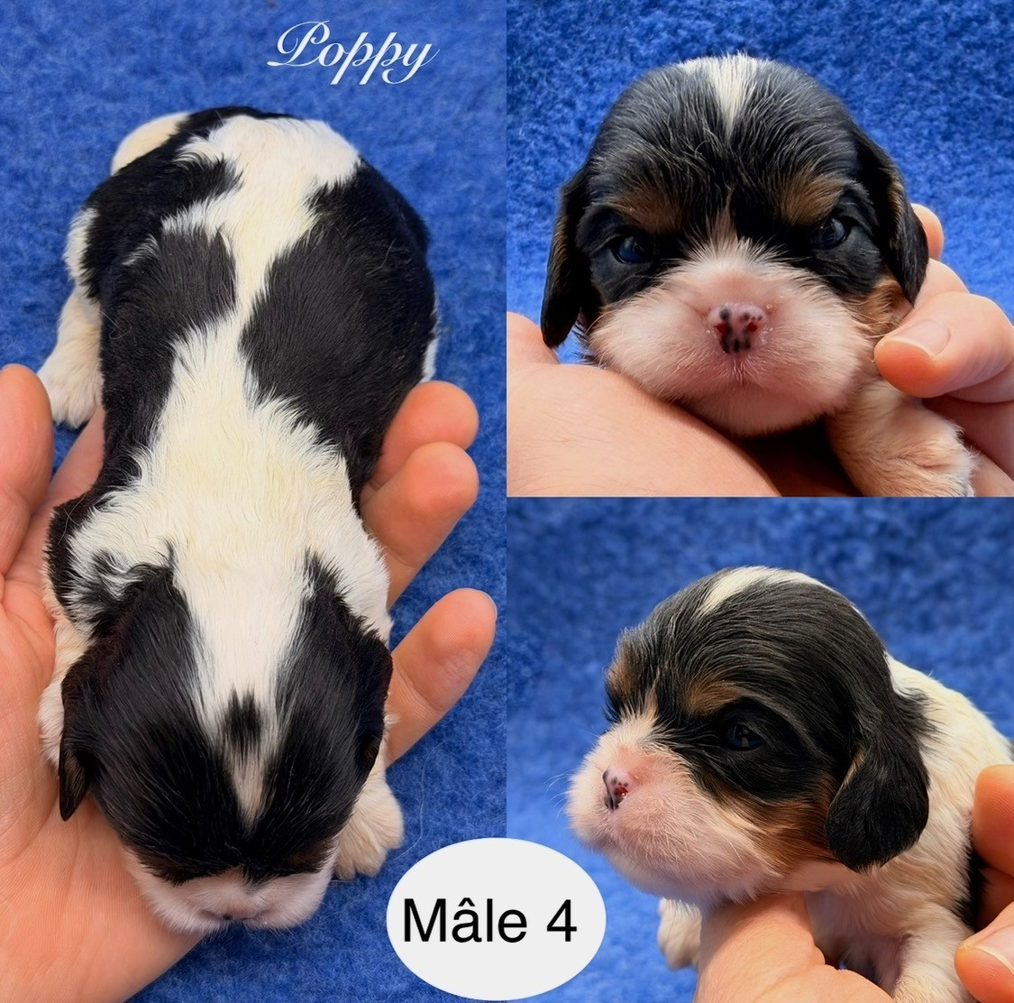Du Clos De Compostelle - Chiots disponibles - Cavalier King Charles Spaniel