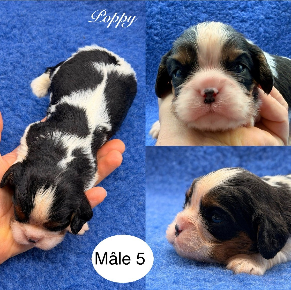 Du Clos De Compostelle - Chiots disponibles - Cavalier King Charles Spaniel