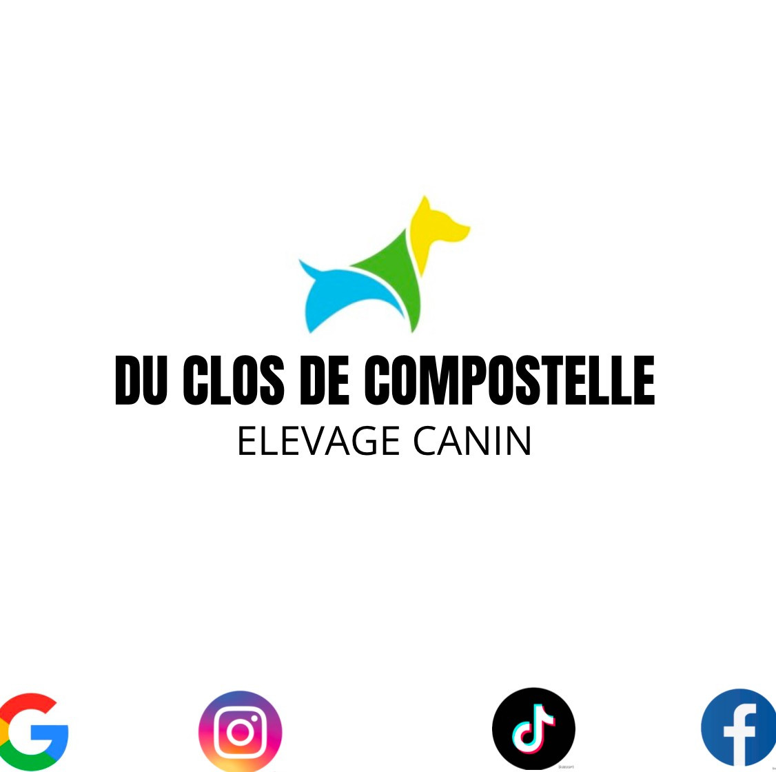 Du Clos De Compostelle - Cavalier King Charles Spaniel - Portée née le 08/11/2025