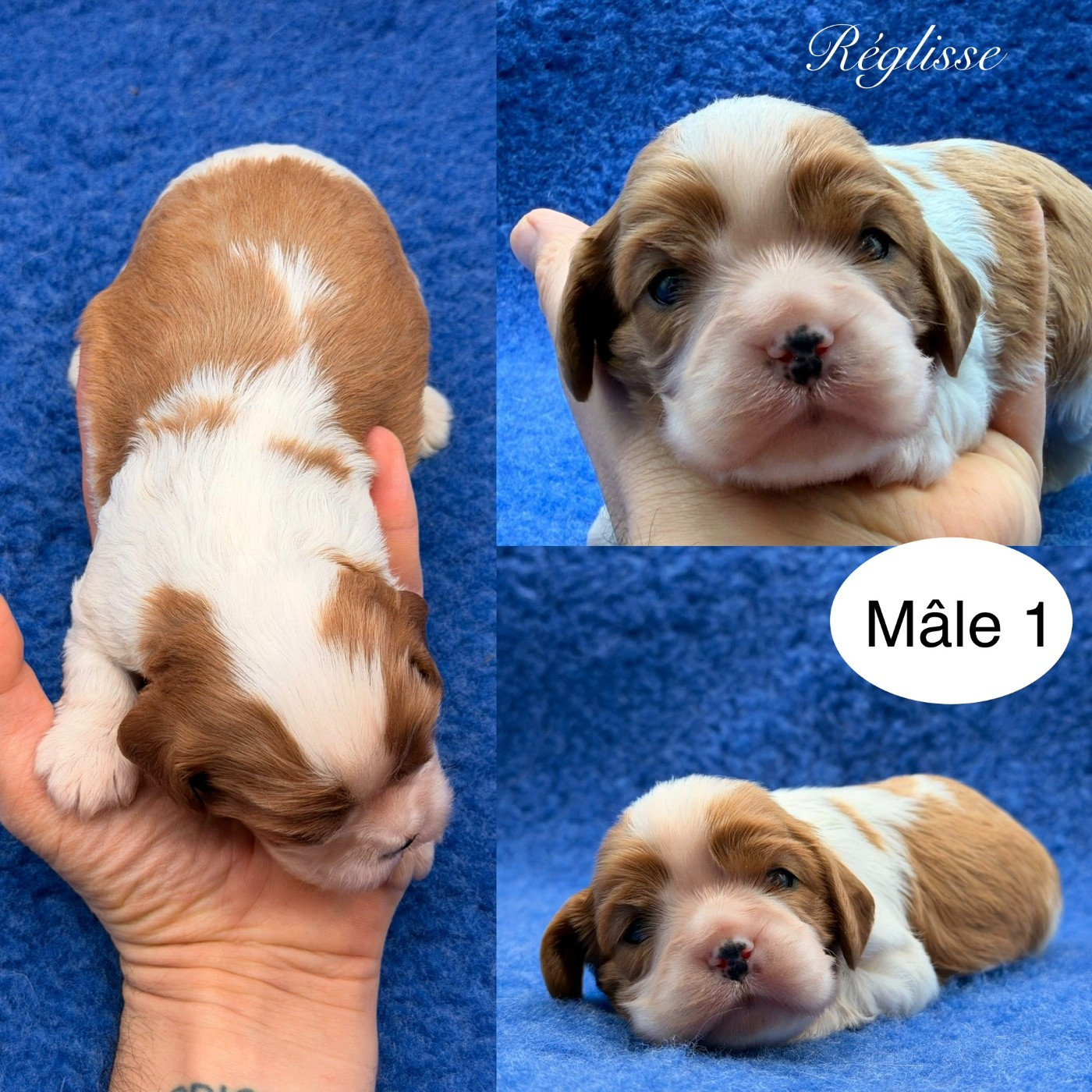 Du Clos De Compostelle - Chiots disponibles - Cavalier King Charles Spaniel