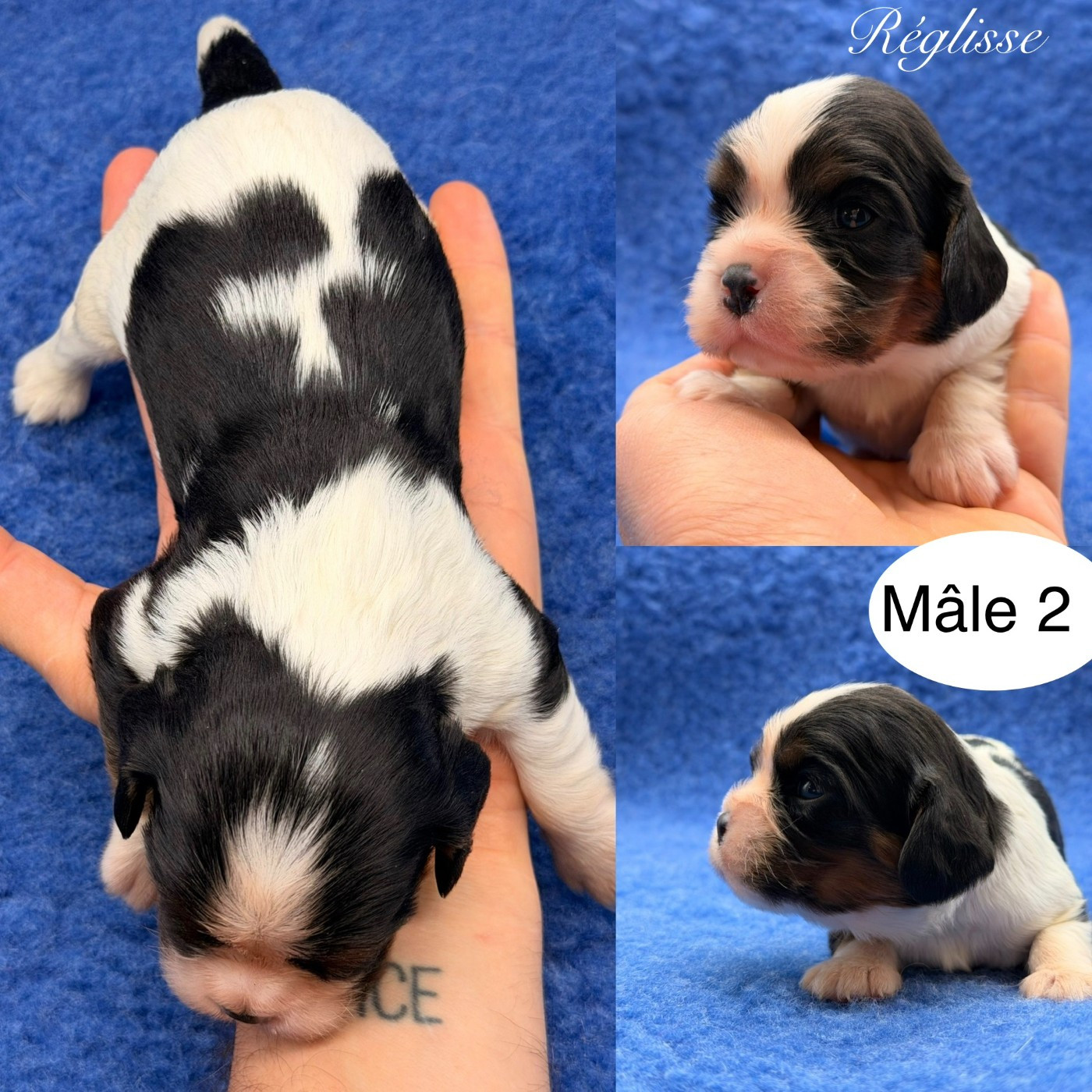 Du Clos De Compostelle - Chiots disponibles - Cavalier King Charles Spaniel