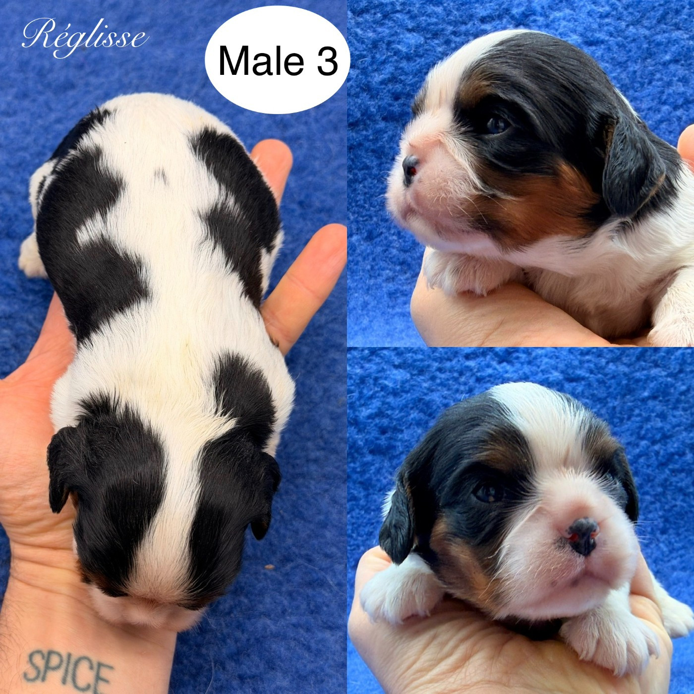 Du Clos De Compostelle - Chiots disponibles - Cavalier King Charles Spaniel