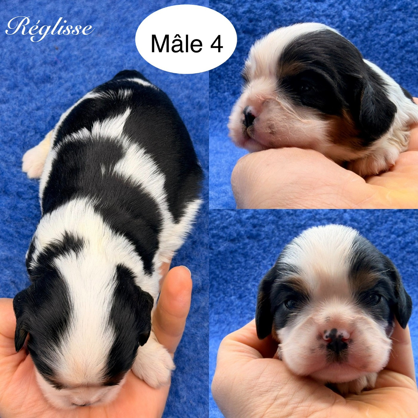 Du Clos De Compostelle - Chiots disponibles - Cavalier King Charles Spaniel