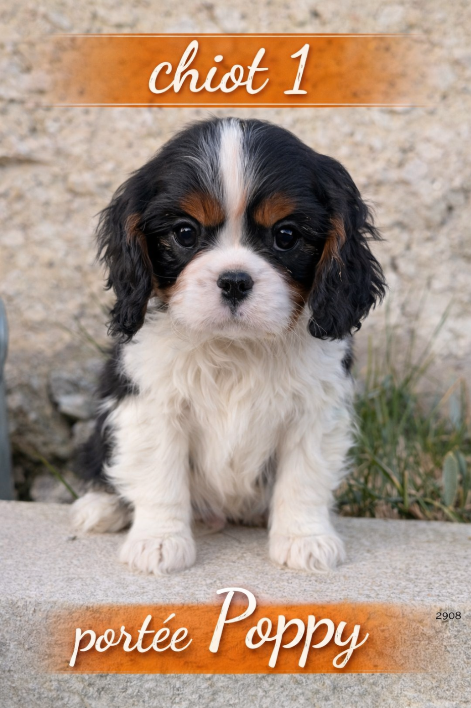 Du Clos De Compostelle - Chiots disponibles - Cavalier King Charles Spaniel