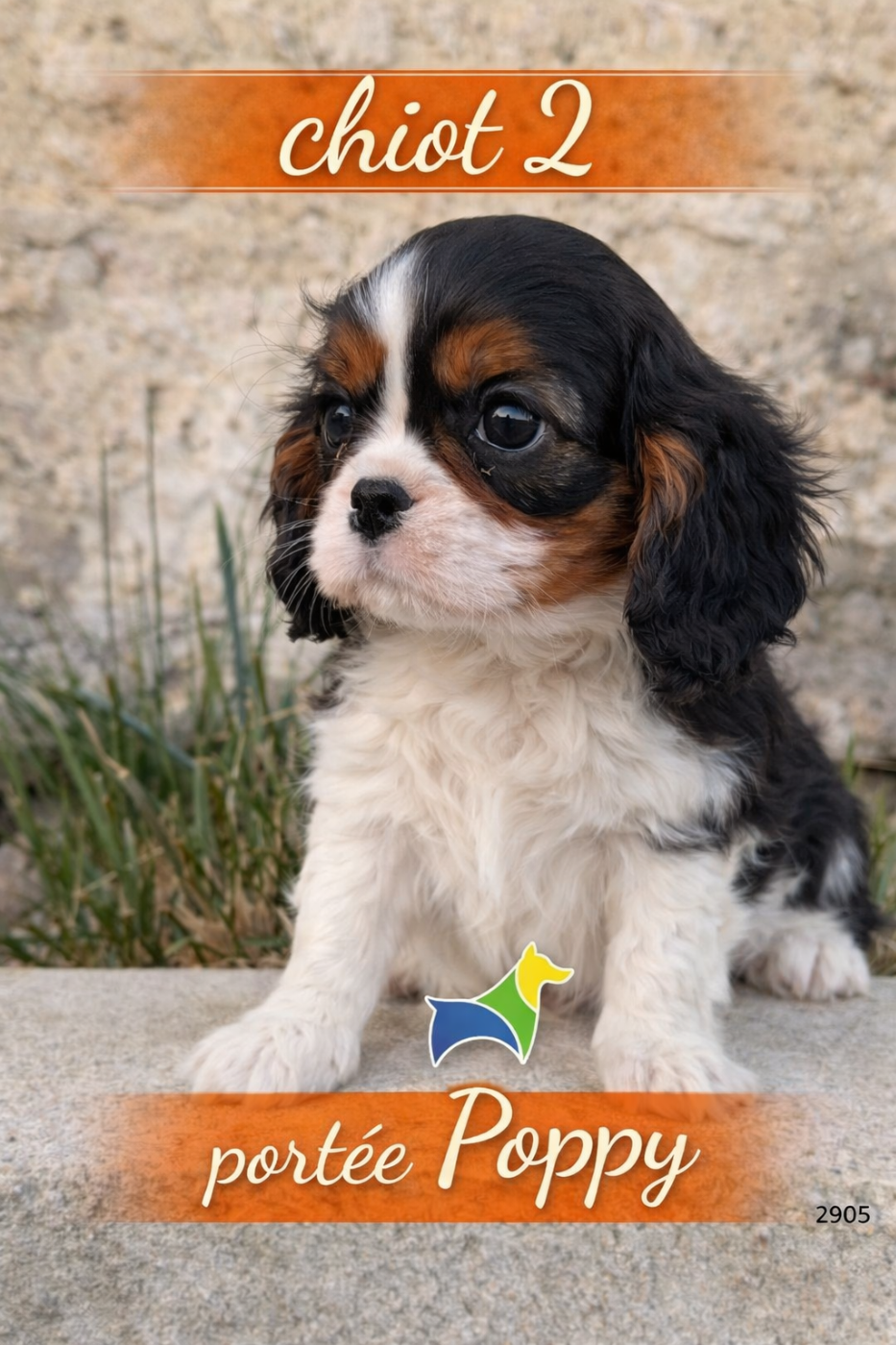 Du Clos De Compostelle - Chiots disponibles - Cavalier King Charles Spaniel