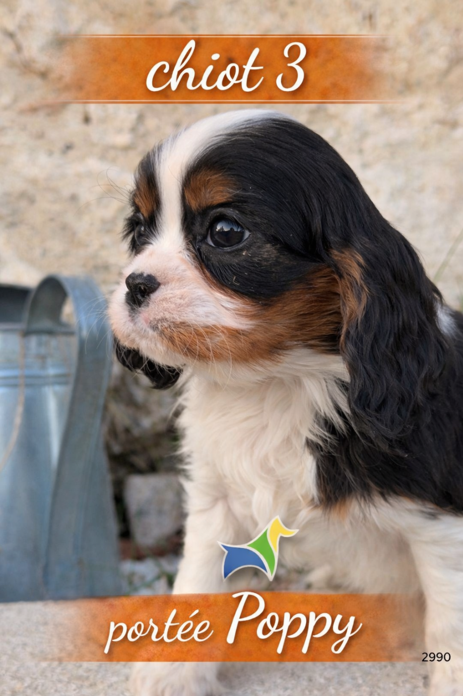 Du Clos De Compostelle - Chiots disponibles - Cavalier King Charles Spaniel