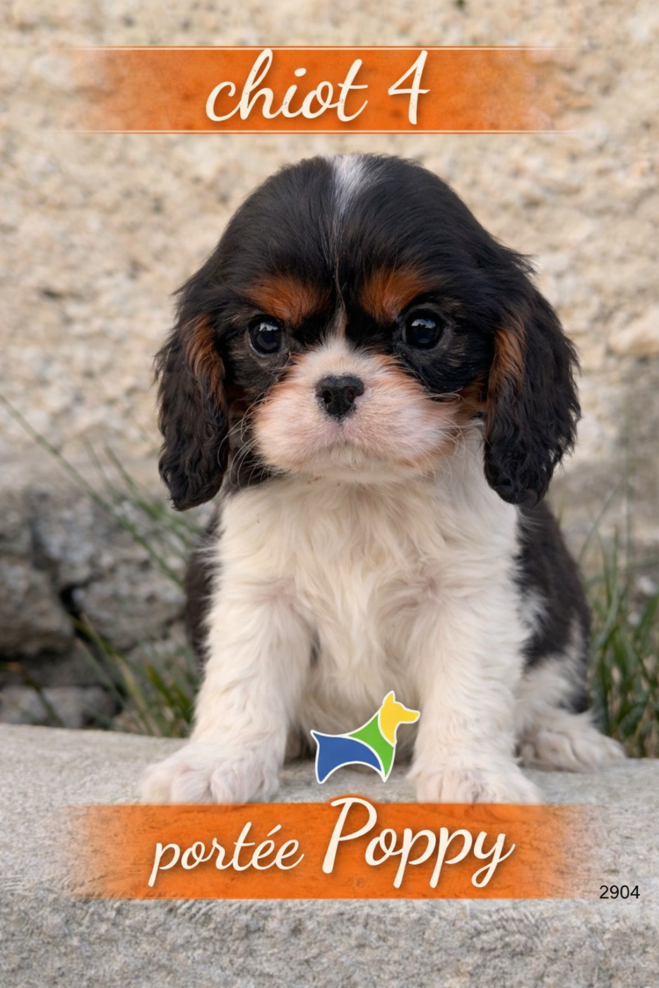 Du Clos De Compostelle - Chiots disponibles - Cavalier King Charles Spaniel