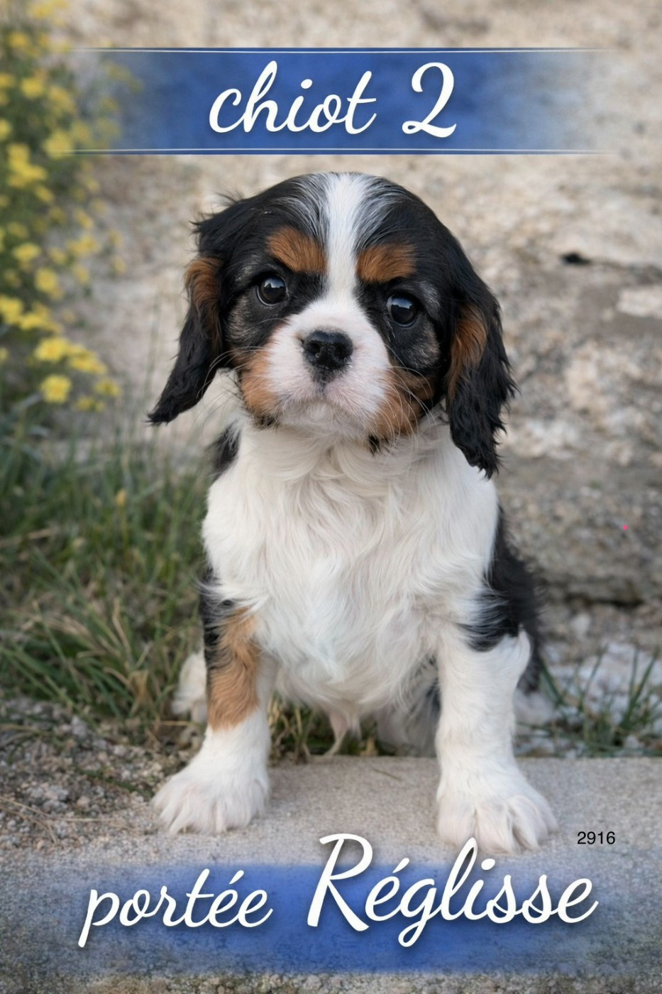 Du Clos De Compostelle - Chiots disponibles - Cavalier King Charles Spaniel
