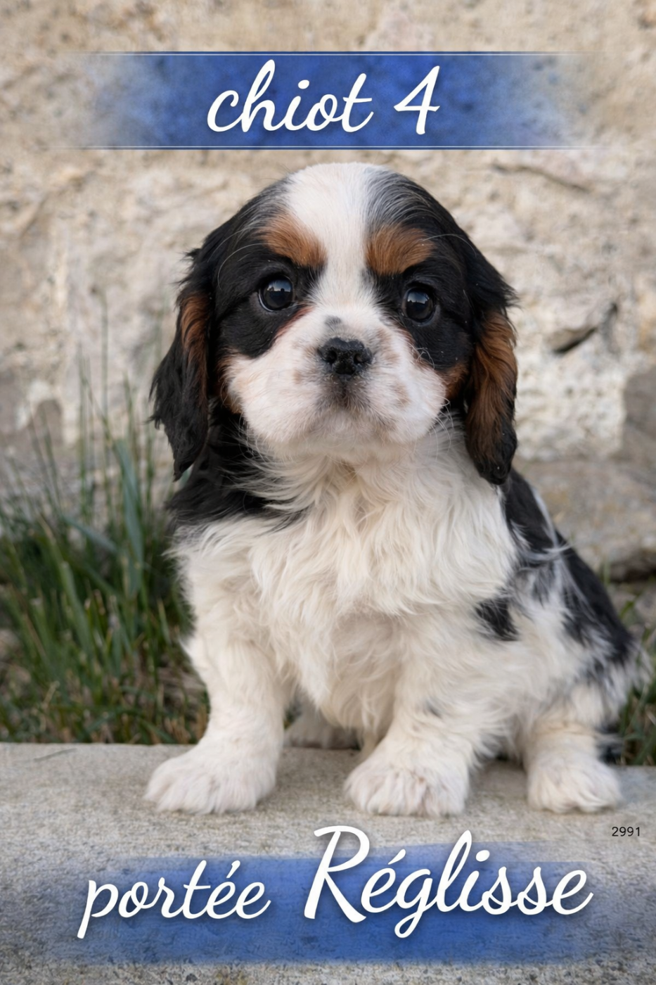 Du Clos De Compostelle - Chiots disponibles - Cavalier King Charles Spaniel
