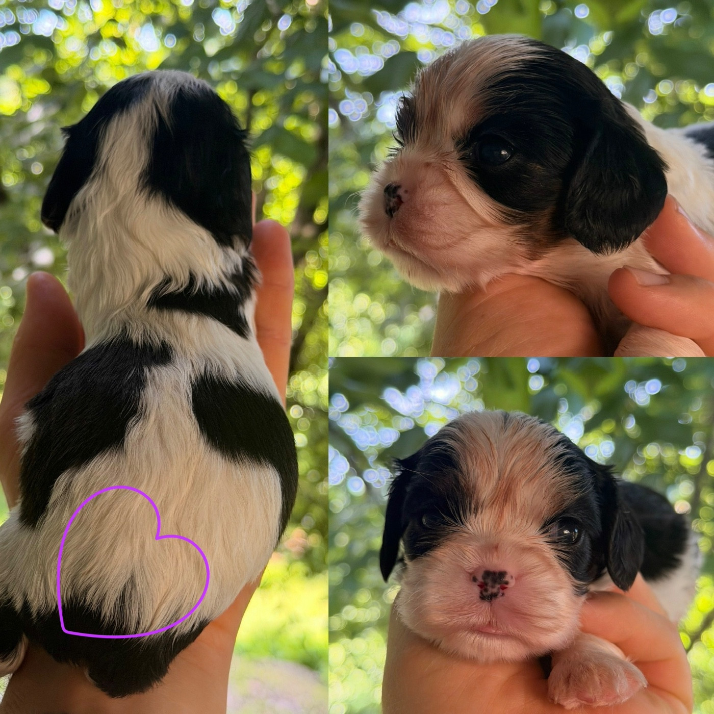 Du Clos De Compostelle - Chiots disponibles - Cavalier King Charles Spaniel