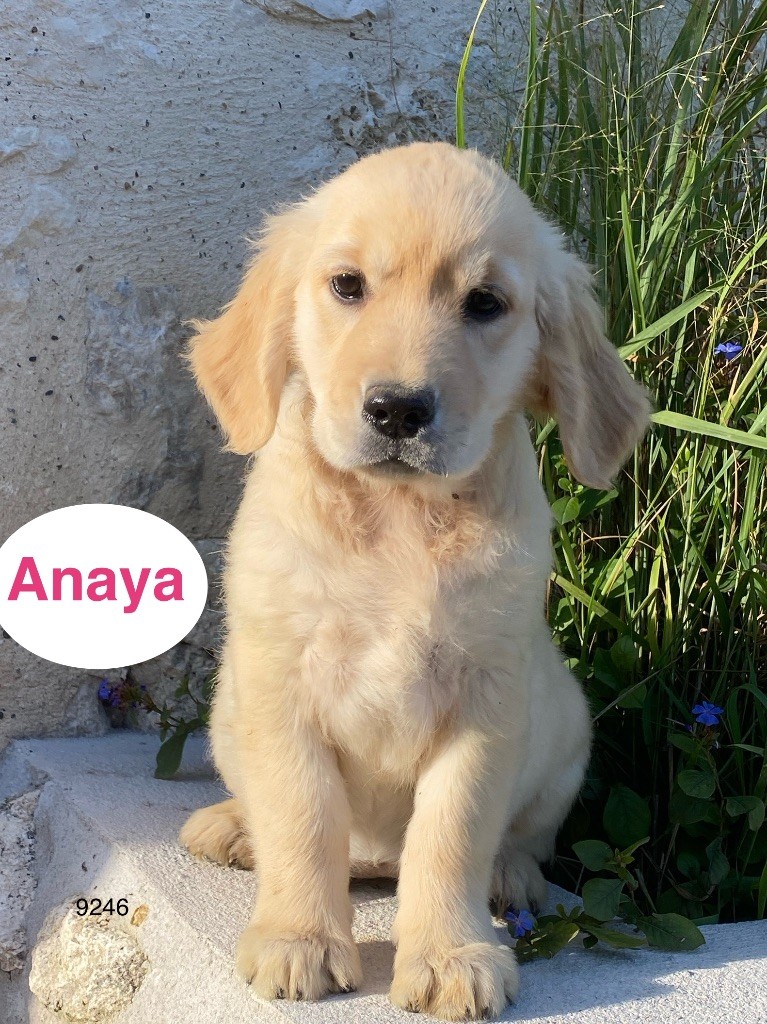 Du Clos De Compostelle - Chiots disponibles - Golden Retriever