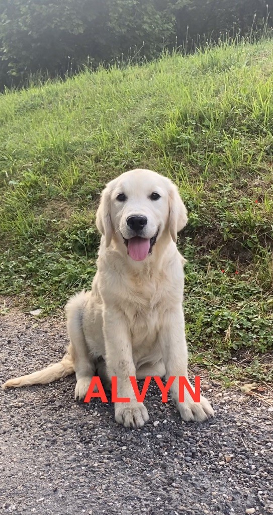 Du Clos De Compostelle - Chiots disponibles - Golden Retriever