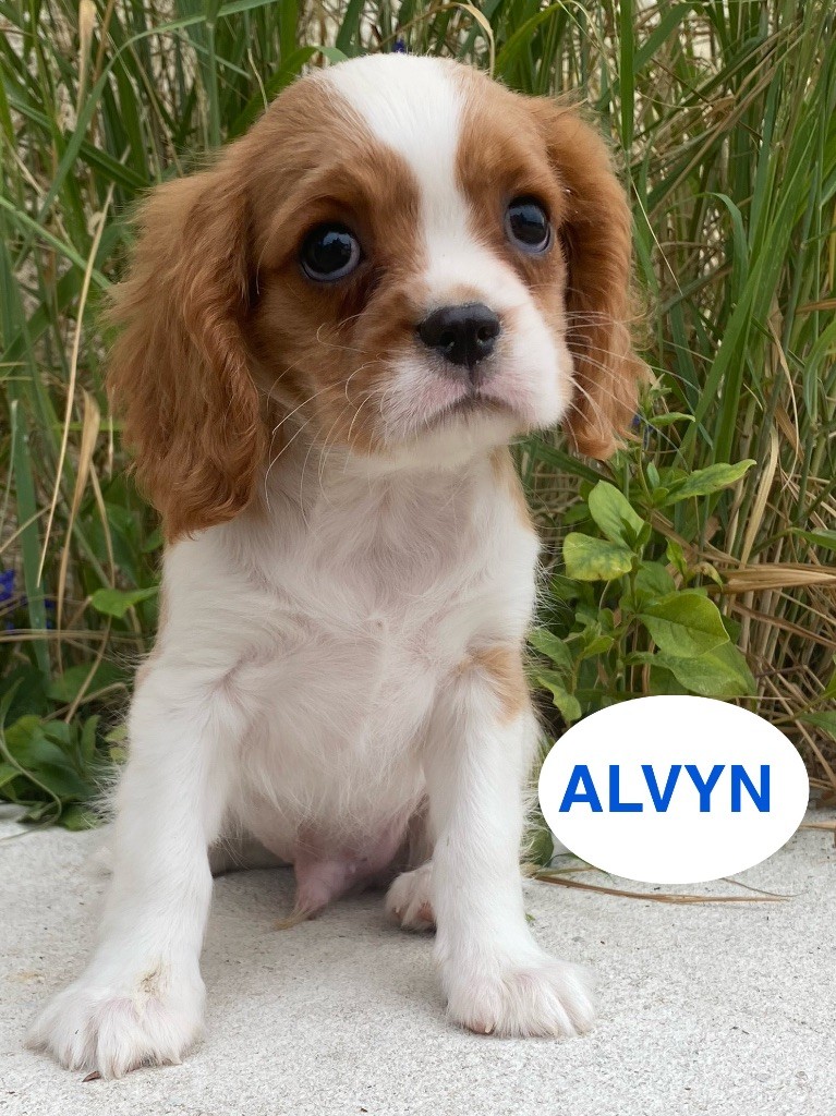 Du Clos De Compostelle - Chiots disponibles - Cavalier King Charles Spaniel