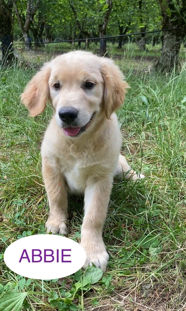 Du Clos De Compostelle - Chiots disponibles - Golden Retriever