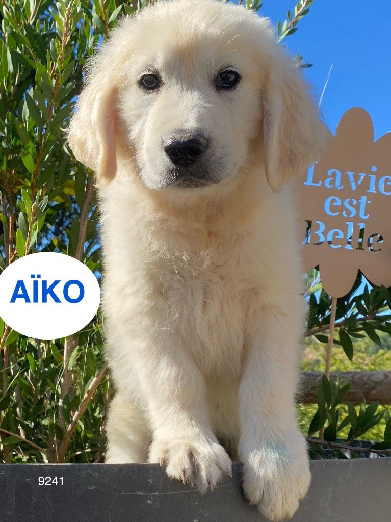 Du Clos De Compostelle - Chiots disponibles - Golden Retriever