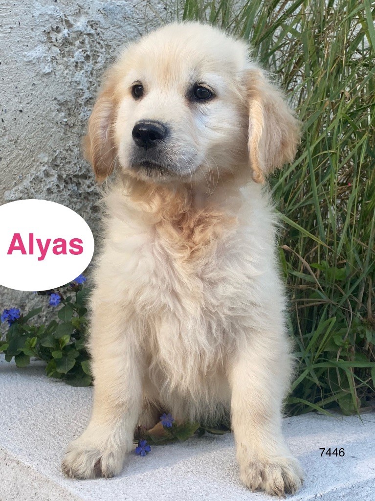 Du Clos De Compostelle - Chiots disponibles - Golden Retriever