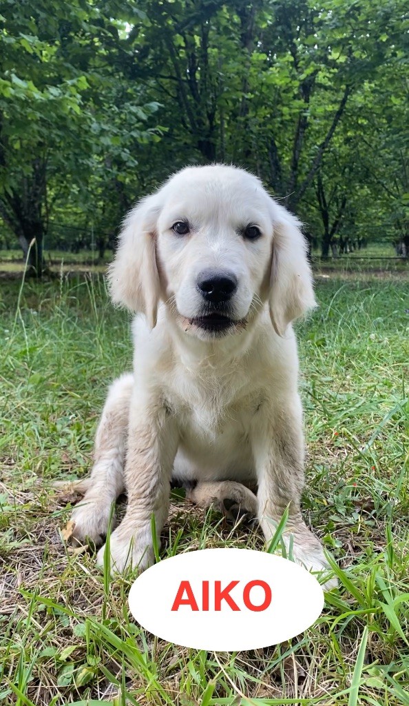 Du Clos De Compostelle - Chiots disponibles - Golden Retriever