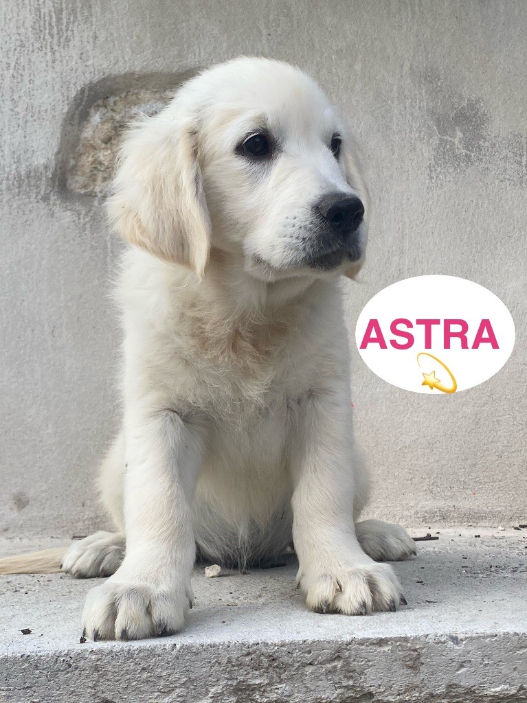 Du Clos De Compostelle - Chiots disponibles - Golden Retriever
