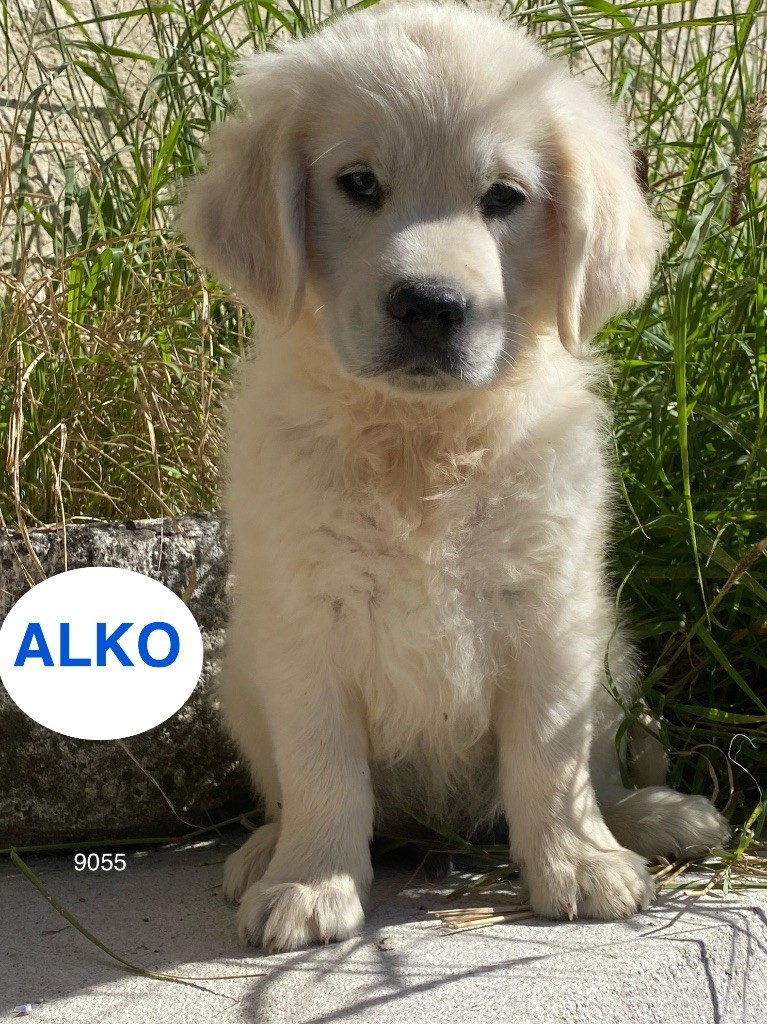 Du Clos De Compostelle - Chiots disponibles - Golden Retriever