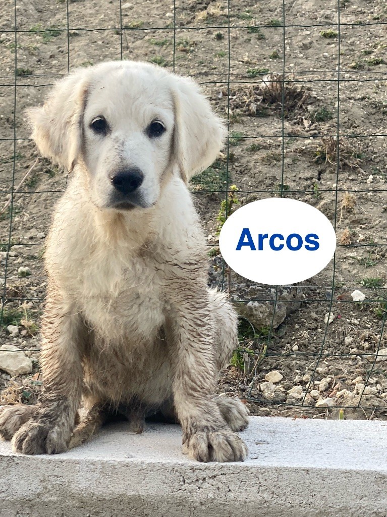 Du Clos De Compostelle - Chiots disponibles - Golden Retriever